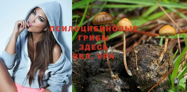 индика Белокуриха